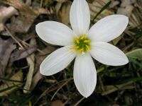 Rain Lily, Zephyranthes Candida, 10 bulbs  