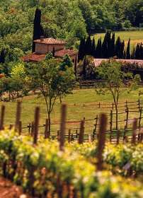  wine making and horse breeding, the symbols of Tuscany in the world