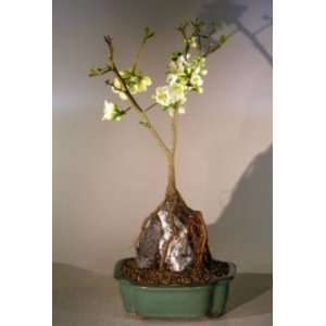  Boys Japanese Flowering Quince Bonsai Tree   Root Over Rock Style 