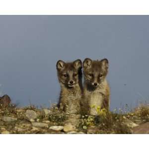   Geographic, Two Young Foxes, 8 x 10 Poster Print