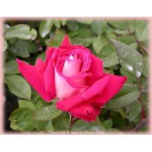 Love (Rosa Grandiflora)   Bare Root Rose Patio, Lawn 