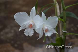 CGDendrobium infundibulum Rare Orchid Species Cold Hardy NBS  