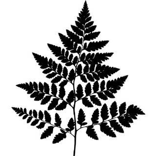 Tree Wall Decals   Fern Leaf Plant life Silhouette   12 inch Removable 