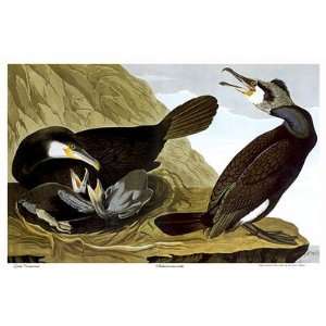  Audubon Great Cormorant HUGE Birds of North America Art 