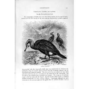  NATURAL HISTORY 1895 COMMON CORMORANT BIRDS PRINT