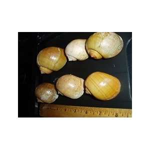  6 Apple Snail Shells Approximately 2 3 