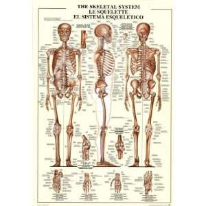 (27x39) Laminated The Skeletal System Educational Poster 