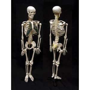  Ginsberg Scientific 7 1413 Skeleton Model With Nerves   34 