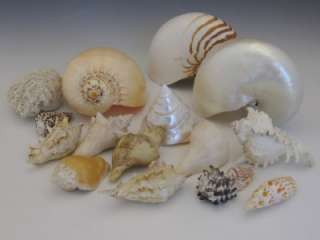 OLD COLLECTION 15 LARGE SHELLS 2 NAUTILUS SOME RARE & BEAUTIFUL 