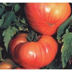  Hillbilly Tomato 48 Plants   Originated in Ohio Patio 