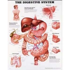  Digestive System Chart