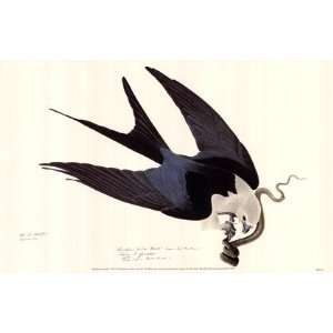  American Swallow Tailed Kite by John Woodhouse Audubon 