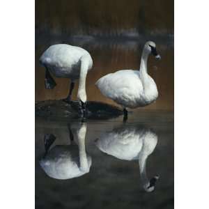 National Geographic, Trumpeter Swans, 20 x 30 Poster Print  