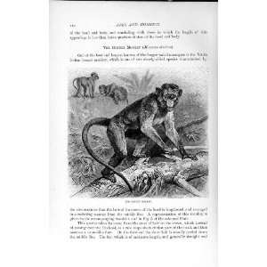  NATURAL HISTORY 1893 94 BONNET MONKEY MACACUS SINICUS 