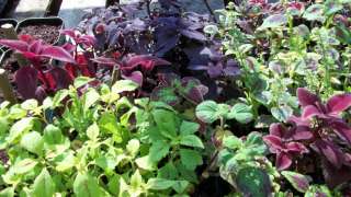 Various Coleus 1 Gallon Mixed Varieties Live Plants  