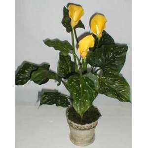  24 Yellow Calla Lily in Old World Stone
