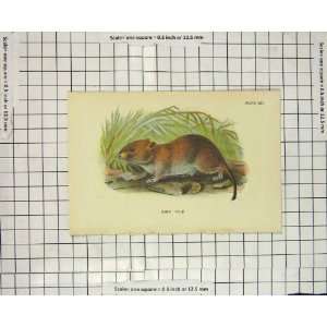    Antique Colour Print Bank Vole Rodent Nature