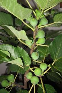Black Madeira Fig Cuttings  