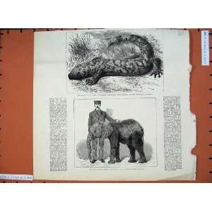  1882 Poisonous Lizard Zoological Gardens Jingo Elephant 