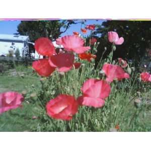  Mixed Double Shirley Poppy Bright Pinks, White & Red 