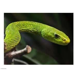 Green Mamba 10.00 x 8.00 Poster Print 