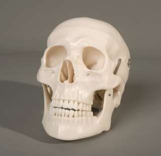 Deluxe 3 Piece Life Size Human Skull, Educational, NEW  