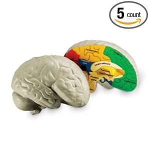  5 Pack LEARNING RESOURCES HUMAN BRAIN CROSSSECTION MODEL 