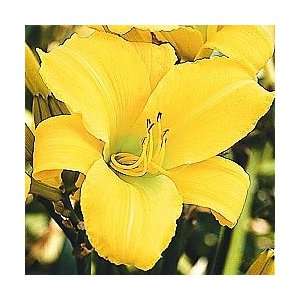  Buttered Popcorn Reblooming Daylily