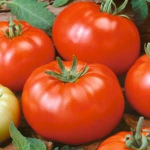  25 Seeds, Tomato Beefsteak (Lycopersicon esculentum 
