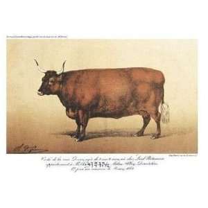 Vache Devon Poster Print 