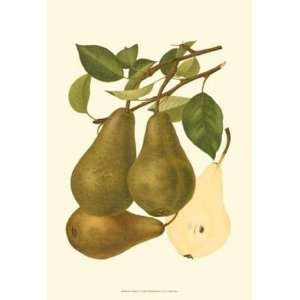 Pear Varieties IV   Poster (13x19)