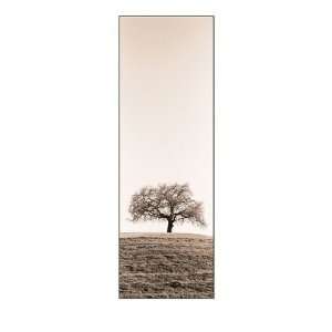  Poster   Lone Oak Tree