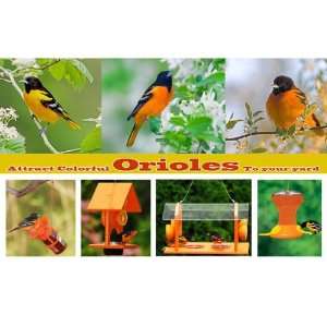   Orioles To Your Yard   Personalized Pre designed Display Post Cards