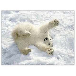 Eisbären   Eisbär Baby Im Schnee, Alaska Poster Kunstdruck (40 x 