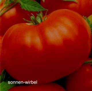 Tomate Saint Pierre   Großfruchtige, runde Fleichtomate  
