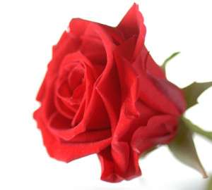 Echte ewige Rose rot schönste Geburtstagsgeschenk  