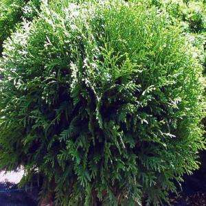 Hetz Midget Arborvitae Shrub T130312 