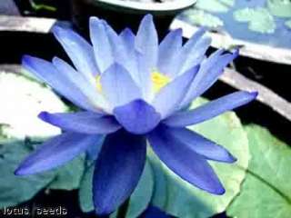 BLUE Nymphaea TROPICAL ASIA Water Lily ~ 10 seeds~FABULOUS GIFT 