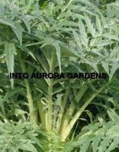15 Cardoon Avorio White Rare Italian Seeds Vegetable  