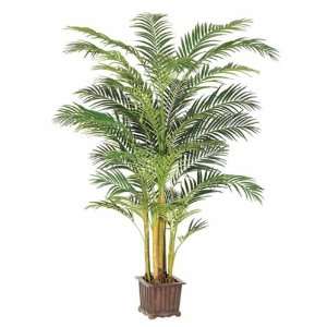  9 Premium Areca Palm