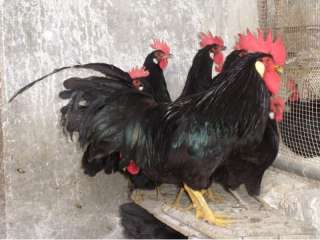 Uova fecondate galline ornamentali a Cosenza    Annunci