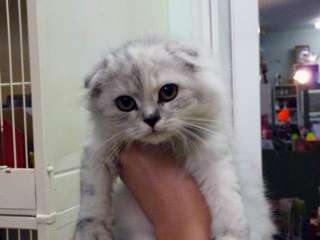 Scottish fold cuccioli a Periferia Nord    Annunci