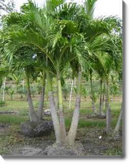 Live Christmas Palm trees plants 4 feet tall veitchia merrilli 