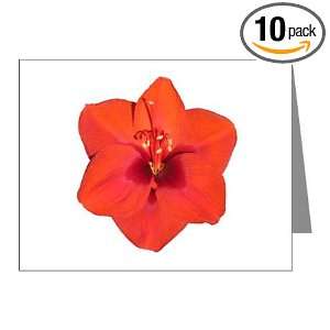  Amaryllis Red Flower Note Card (Set of 10) 4.25 X 5.5 