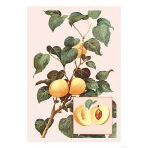  Apricots Giclee Poster Print, 12x16