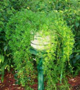 Asparagus Fern 15 Seeds *Versatile Indoors or Outdoors*  