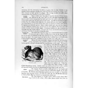  LOP EARED RABBIT RODENT NATURAL HISTORY 1894 95 PRINT 
