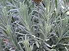   goodwin creek lavandula ginginsii 1 plant 