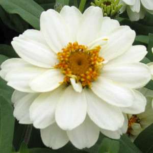 Zinnia Profusion Double White Flower Seeds *Baskets*  