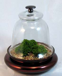 Glass Cloche with Live Victorian Moss   Terrarium  Easy  